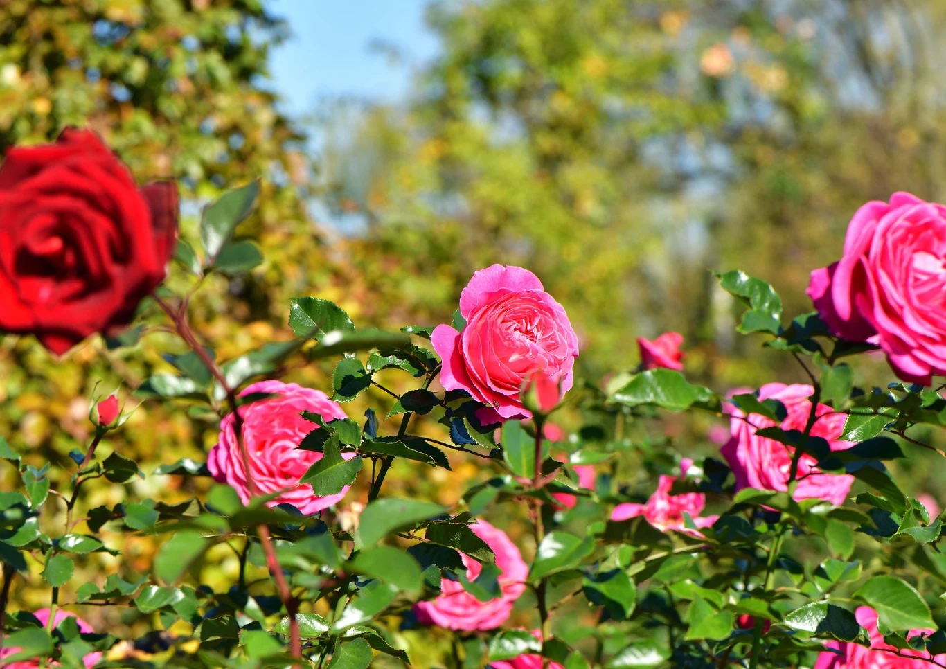 Jak prawidłowo przycinać róże?