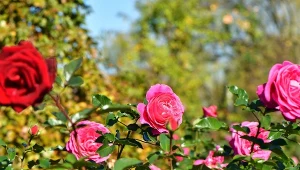 Jak prawidłowo przycinać róże?