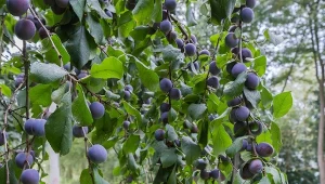 Te gałęzie usuń w lutym, a resztę zostaw. Wysyp śliwek murowany