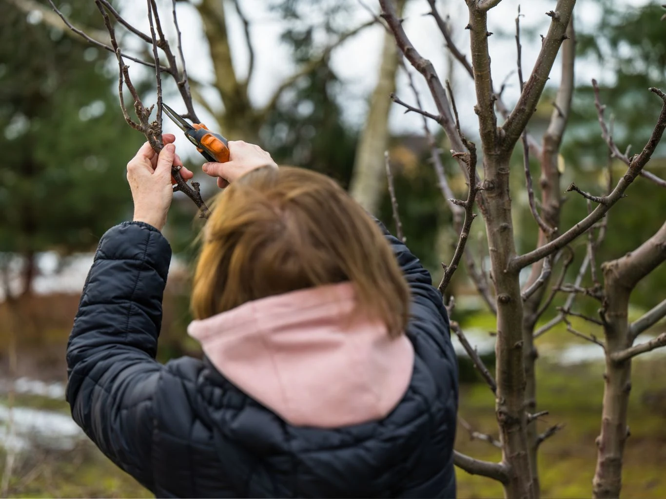 Ogrodnik przycina drzewo owocowe w ogrodzie.