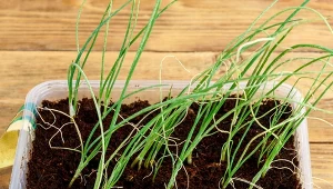 Zamiast do gruntu, posiej na rozsadę. Cebula wyrośnie duża jak pięść