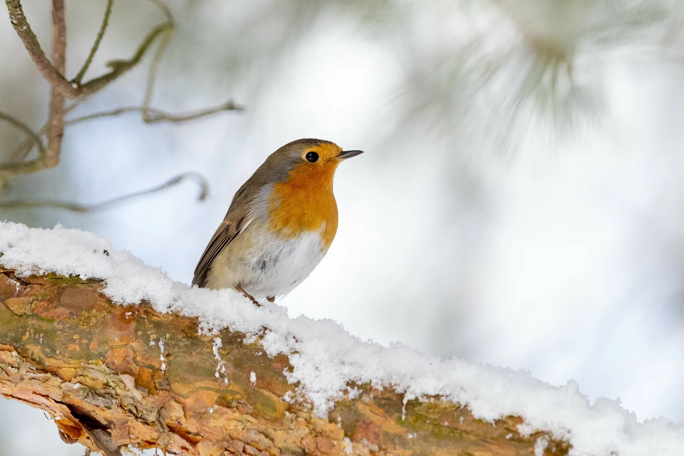 Rudzik siedzący na ośnieżonej gałęzi drzewa w zimowym krajobrazie, delikatnie rozmyte tło podkreśla naturalne piękno ptaka.