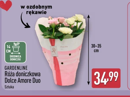 Роза Gardenline