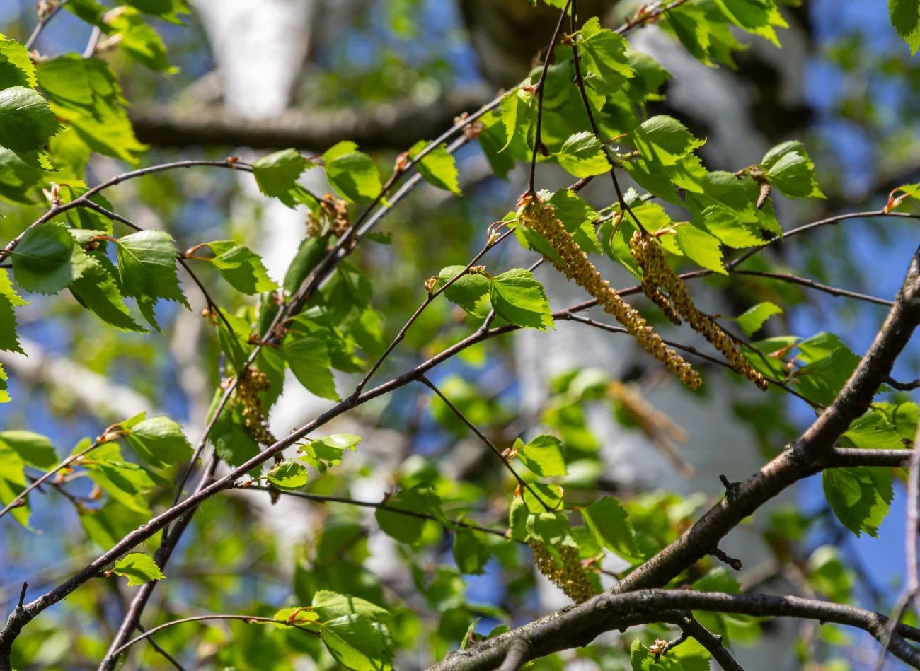 Brzozy nie powinno się ciąć wiosną po ruszeniu wegetacji