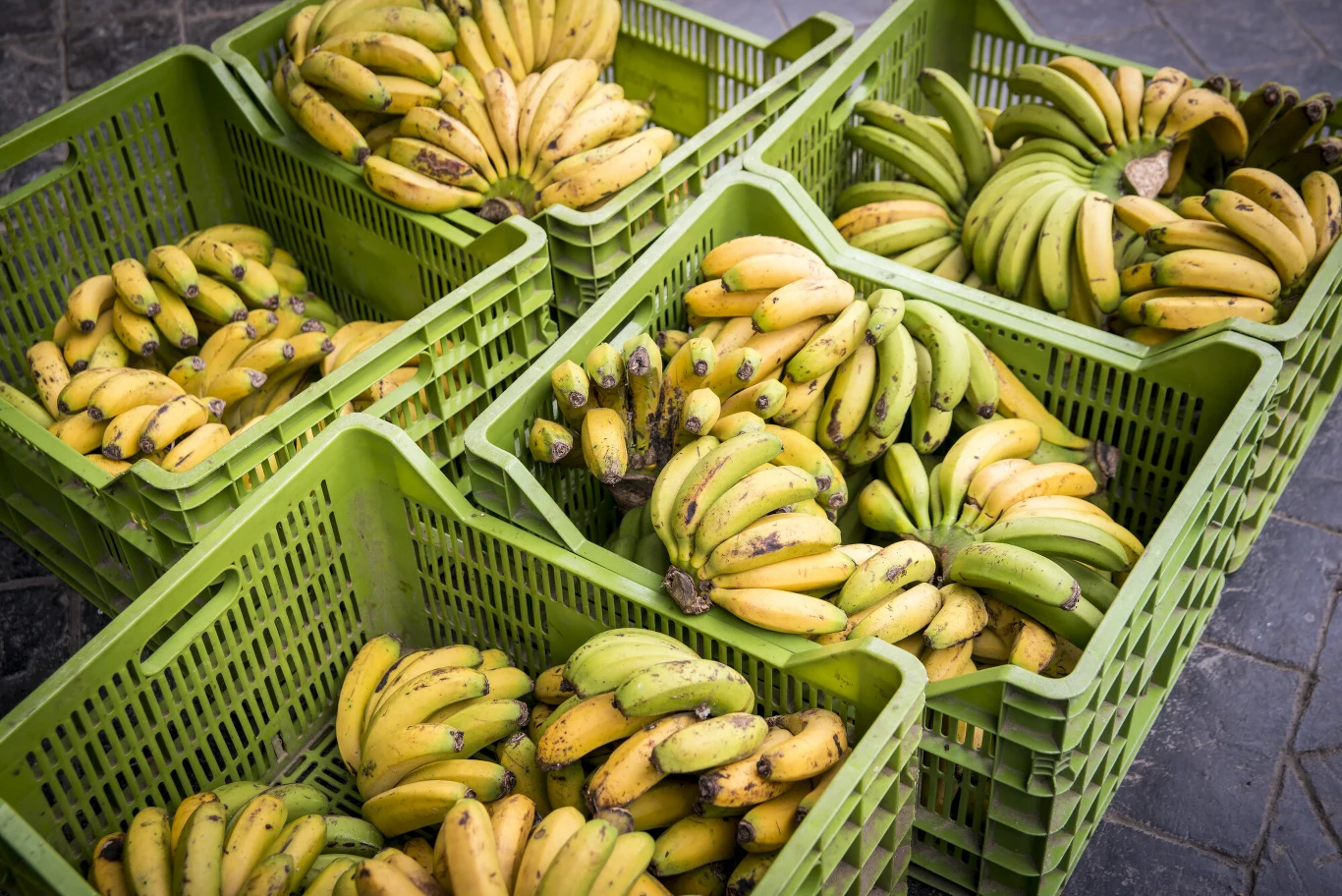 Już od 17 lutego 2026 r. zaczną obowiązywać nowe wymagania dotyczące znakowania świeżych owoców Już od 17 lutego 2026 r. zaczną obowiązywać nowe wymagania dotyczące znakowania świeżych owoców