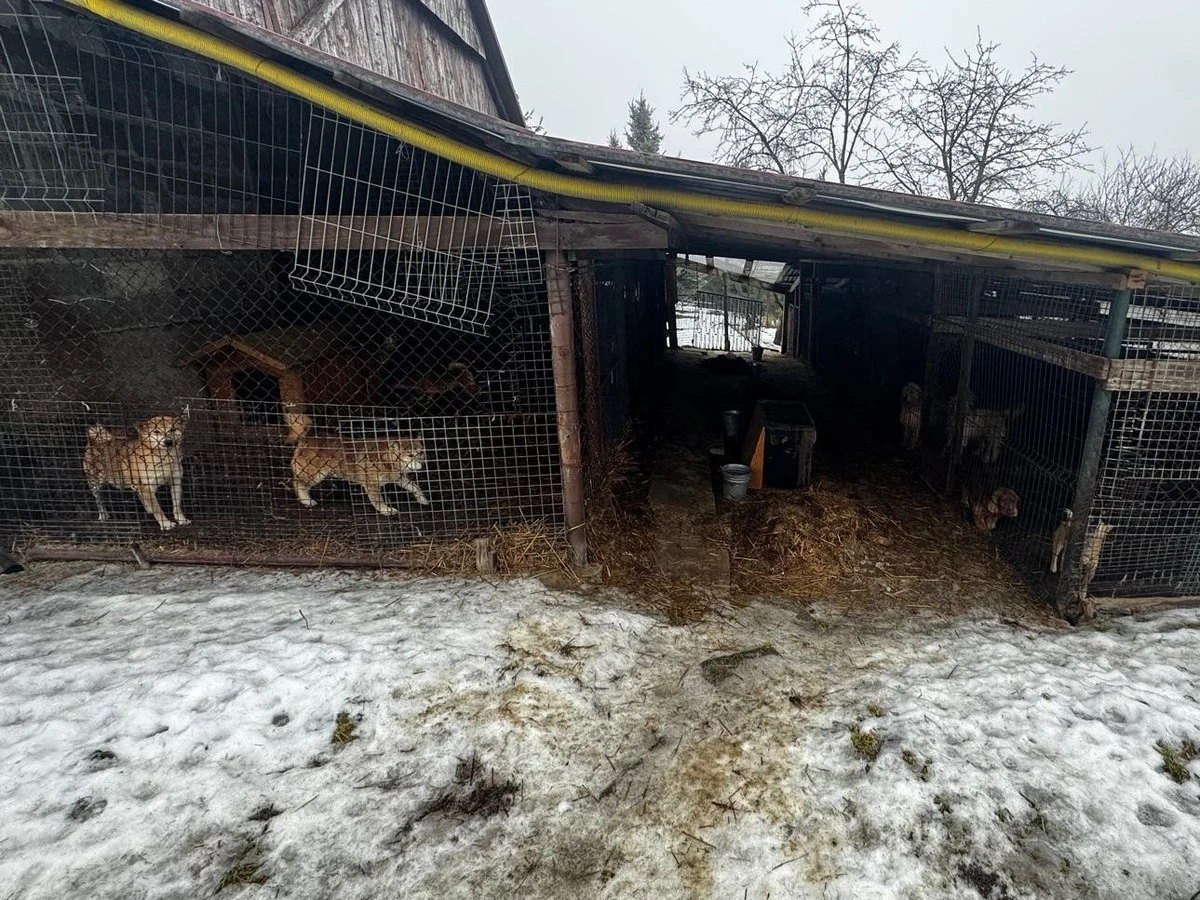 149 psów zabezpieczono podczas wspólnych działań służb i instytucji w gminie Wieliczka. 67- letnia właścicielka zwierząt usłyszała zarzut znęcania się z art. 35 ustawy o ochronie zwierząt Kilka psów zamkniętych w zardzewiałych, ciasnych klatkach ustawionych przy starym budynku. Na ziemi leży rozmoknięty śnieg, a wokół panuje ponury, zimowy krajobraz. Klatki wyglądają na zaniedbane, a warunki życia zwierząt są widocznie nieodpowiednie.