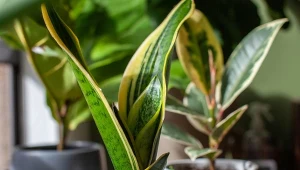 Dawniej była w każdym domu. Nawóz z niej pobudzi każdą roślinę do wzrostu 