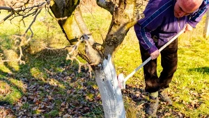 Bielenie drzew owocowych w zimie. Kiedy trzeba je powtórzyć? 