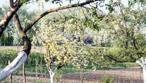 Co posadzić pod drzewami owocowymi? Te rośliny zwiększą plon i ochronią sad