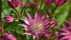 Posadź, a ślimaki znikną. Latem pokryją się drobnymi gwiazdkami