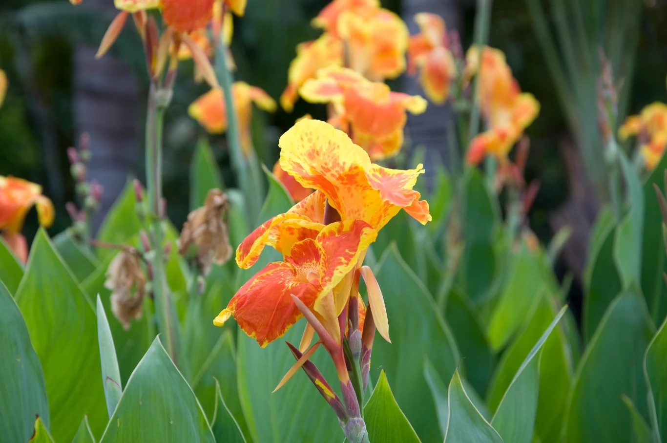 Kanna to roślina uwielbiana przez ogrodników. Jeśli chcesz, aby zachwycała pięknem w sezonie, zadbaj o nią już w lutym Kanna to roślina uwielbiana przez ogrodników. Jeśli chcesz, aby zachwycała pięknem w sezonie, zadbaj o nią już w lutym