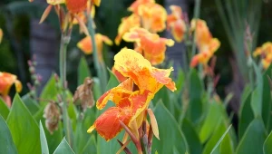 Ogrodnicy ją uwielbiają. Jeśli masz tę roślinę w ogrodzie, działaj już lutym