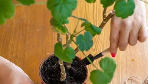 Zalej wodą, odstaw i podlewaj pelargonie. Będą kwitły bez przerwy