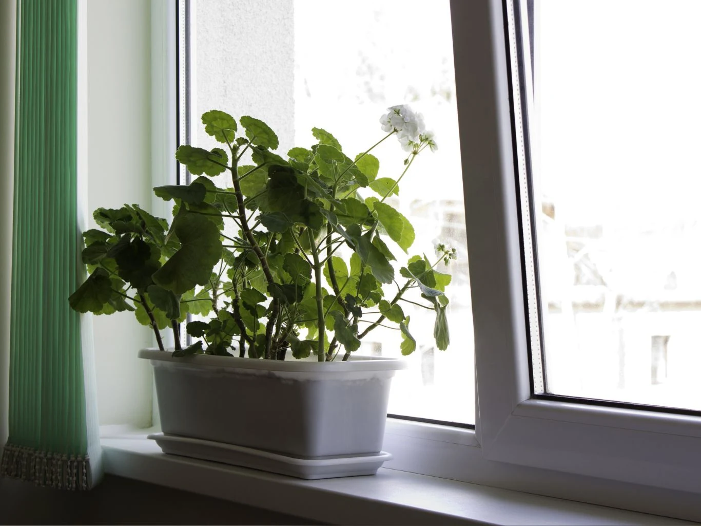 Pelargonie na okiennym parapecie.