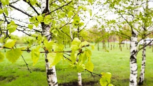 Brzoza przyjmie piękny kształt. Przytnij we właściwym momencie