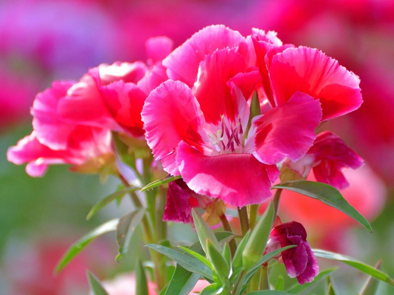 Różowe kwiaty ozdobne z delikatnymi białymi brzegami płatków na tle rozmytego ogrodu.