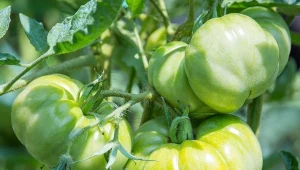 Czescy ogrodnicy sypią go pod pomidory. Rosną mocne i dorodne