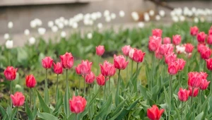 Zamiast wyrzucać, wykorzystaj w ogrodzie. Tulipany będą najpiękniejsze w okolicy