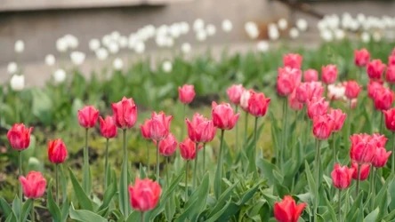 Tulipany to symbol nadchodzącej wiosny. Jeszcze możesz zasadzić je na działce, by były ozdobą ogrodu. 