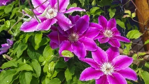 Sadzenie powojników na wiosnę. Stosuj zasadę 50x60, przyjmie się każdy