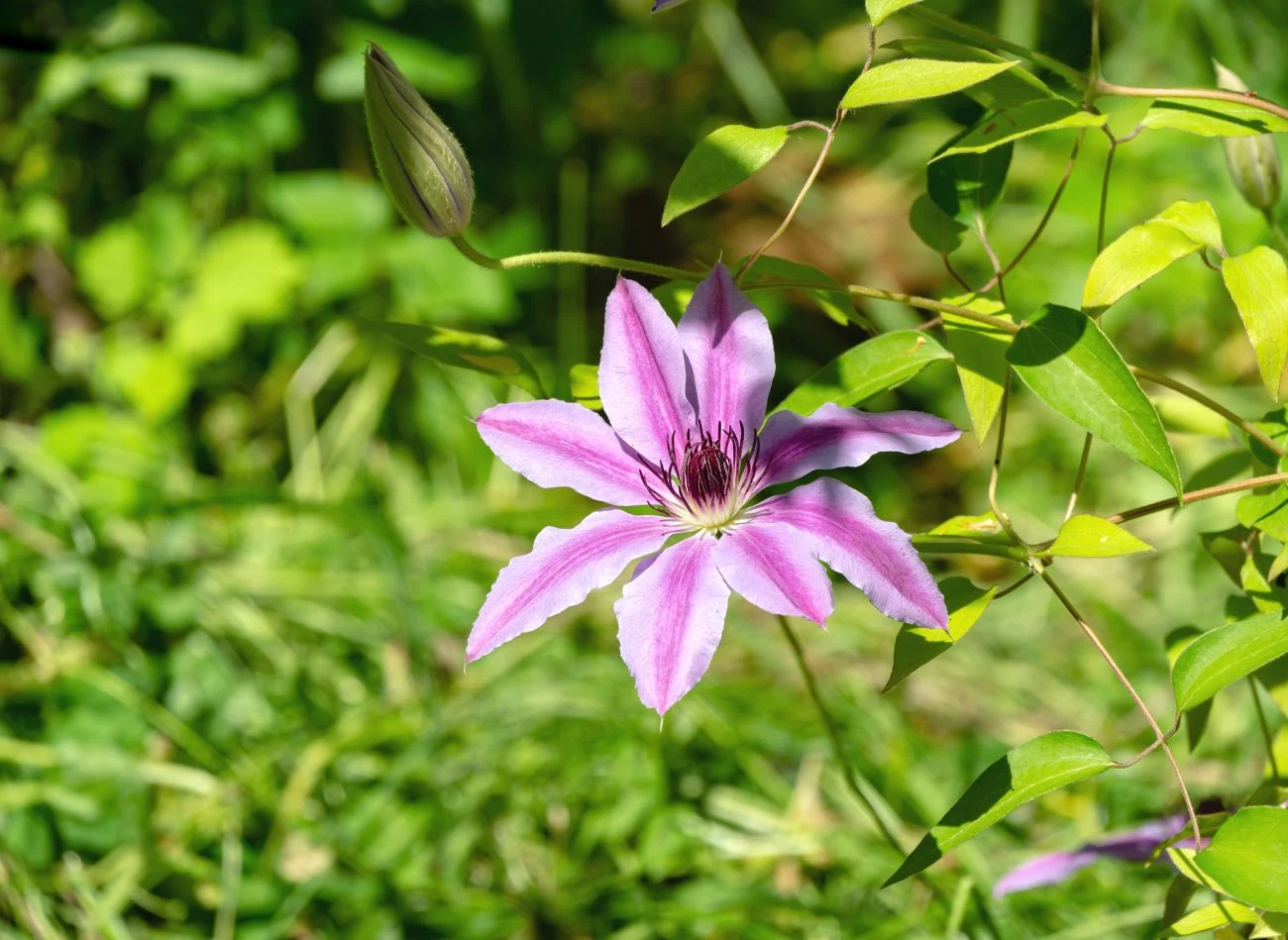 Fioletowy kwiat powojnika na tle zielonych liści i rozmytej trawy, z widocznym pąkiem kwiatowym po lewej stronie.