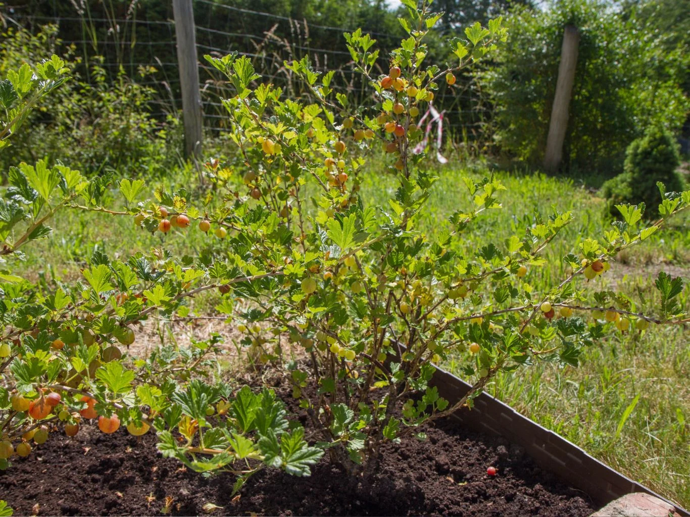 Krzak agrestu z zielonymi i lekko czerwieniejącymi owocami rośnie w ogrodzie.