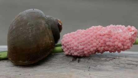 Hodowcy w Teksasie mają problem z inwazyjnymi ślimakami tzw. "apple snails"