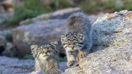 Samica manula stepowego Jessie zdobyła tytuł warszawskiego Zwierzaka Roku 2025