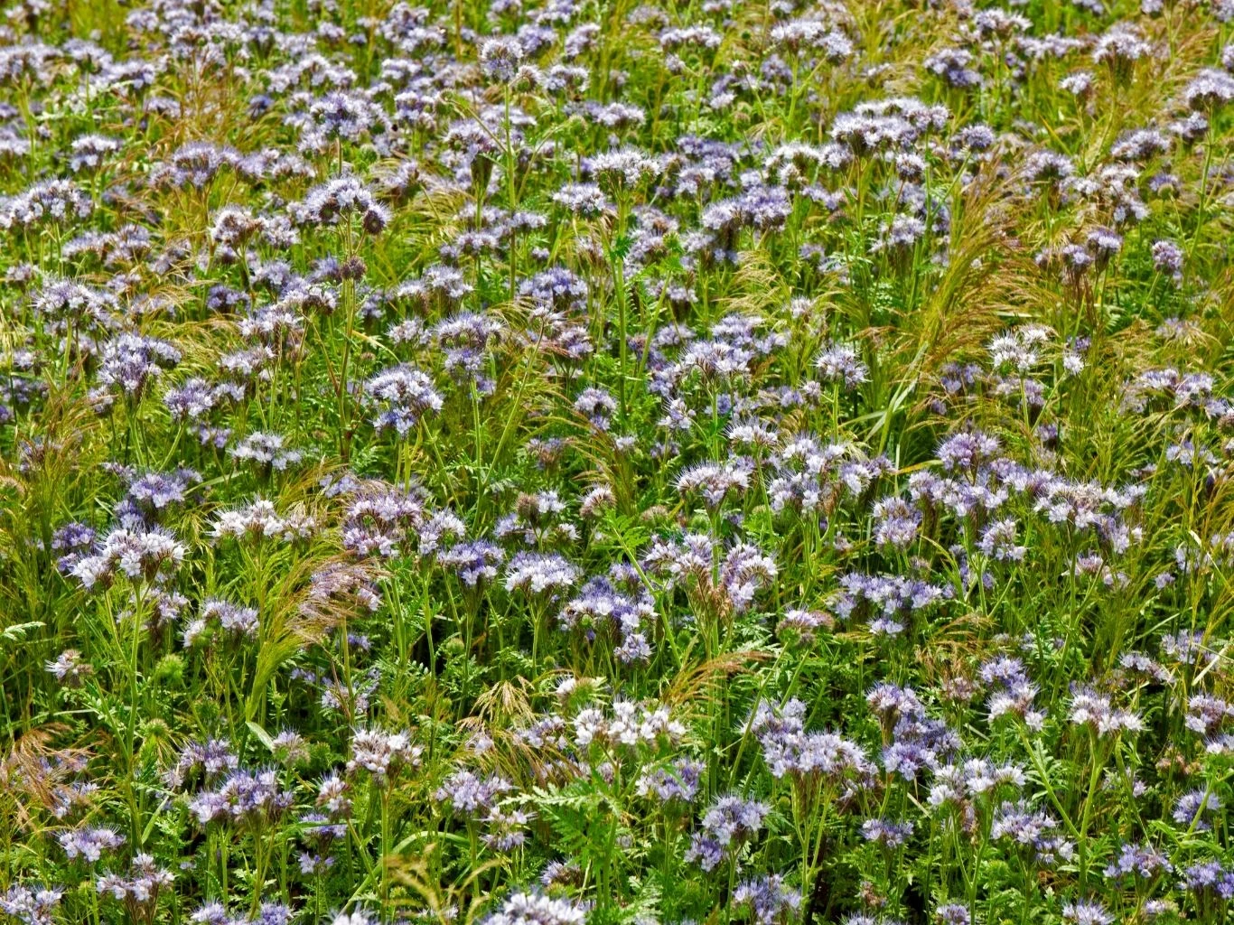 Łąka porośnięta fioletowymi kwiatami facelii oraz wysokimi trawami tworzy gęsty i barwny dywan roślinności.