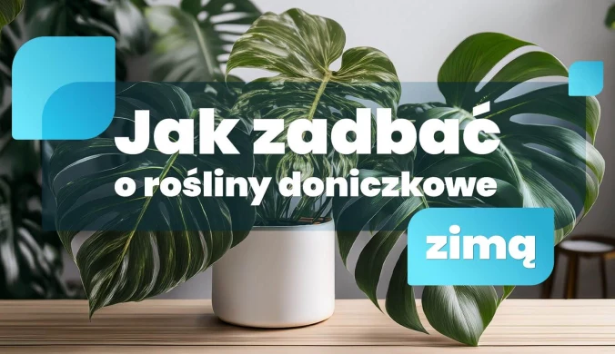 Jak zadbać o rośliny doniczkowe zimą?