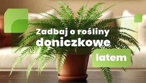 Jak zadbać o rośliny doniczkowe latem?