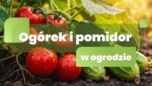 Ogórek i pomidor w ogrodzie
