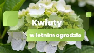 Kwiaty w letnim ogrodzie