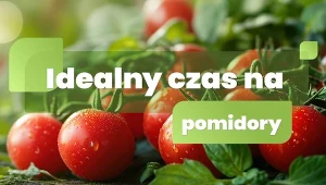 Czas na pomidory