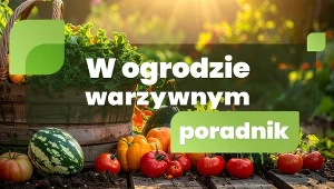 W ogrodzie warzywnym