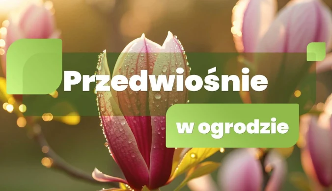 Przedwiośnie w ogrodzie
