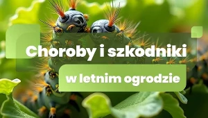 Choroby i szkodniki w letnim ogrodzie