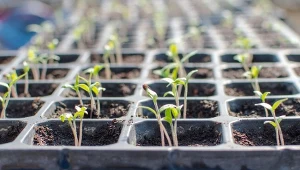 Najlepszy termin wysiewu rozsady. Pomidory będą jędrne i soczyste