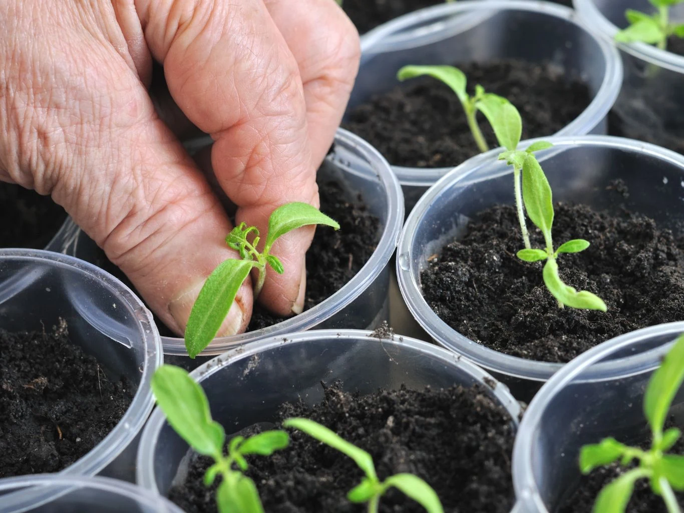 Dłoń sadzi młodą sadzonkę do pojemnika wypełnionego ziemią, wokół widoczne są inne małe rośliny umieszczone w plastikowych kubeczkach.