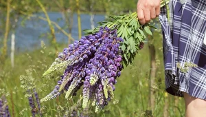 Łubin może wzbogacić ziemię w życiodajny azot, co dla roślin jest bardzo cenne