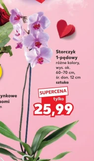Storczyk Ok.