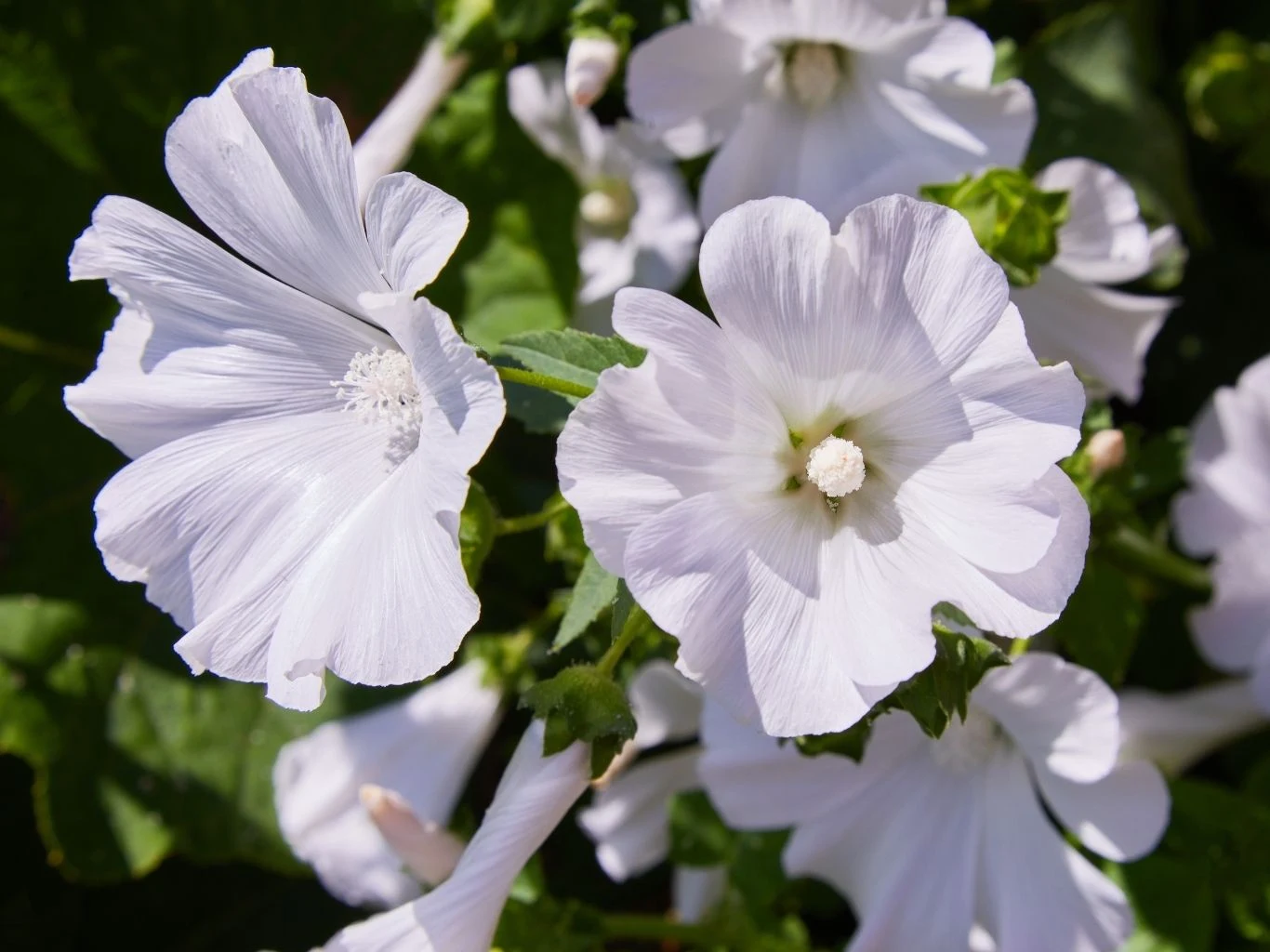 Białe kwiaty ślazówki w pełnym rozkwicie, delikatnie rozłożone płatki i zielone liście w tle.