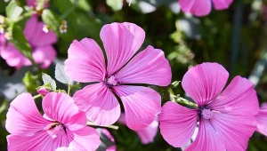 Posiej zamiast malwy. Różowe kwiaty utrzymają się 3 miesiące