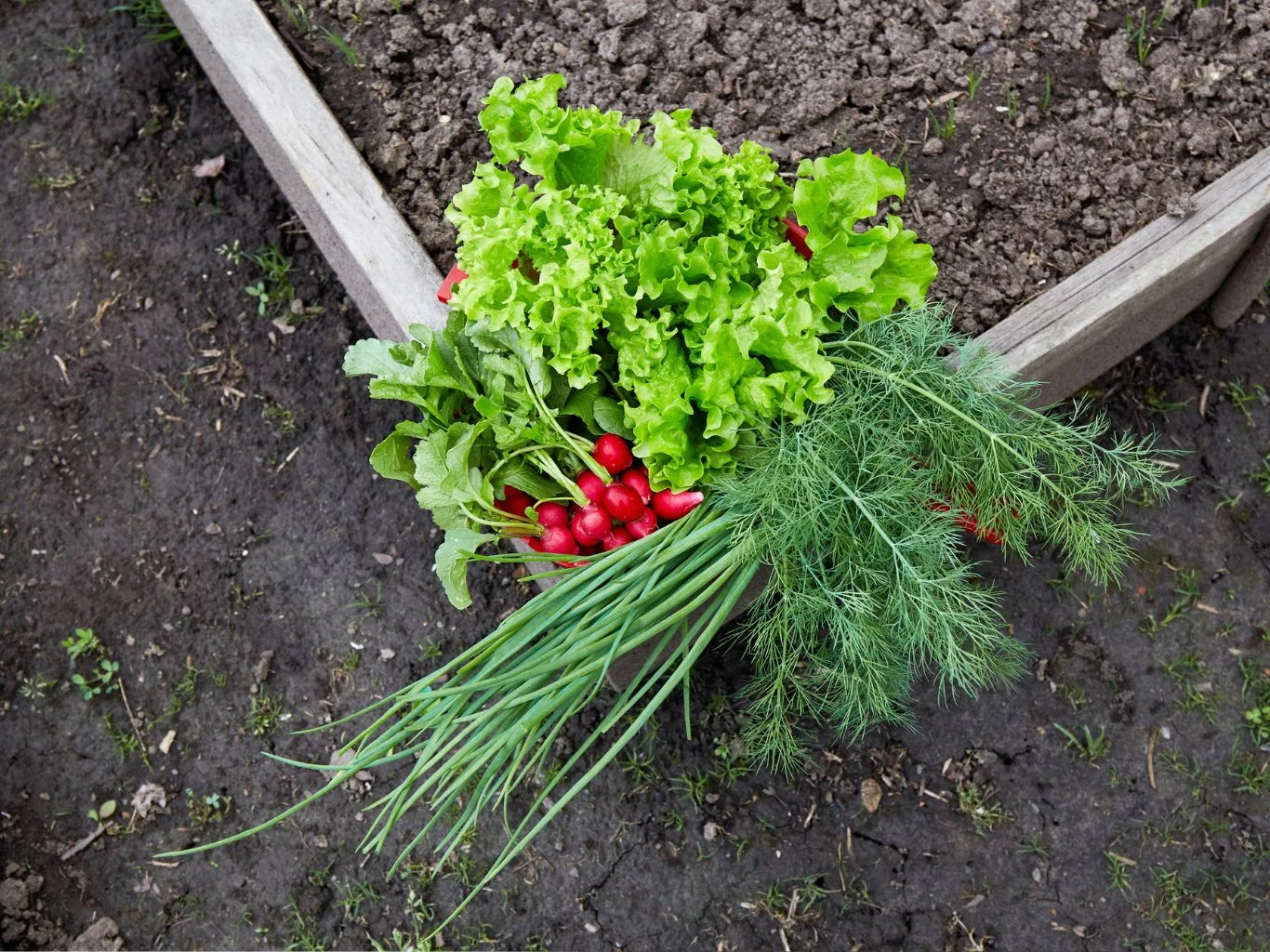 Świeżo zebrane warzywa ogrodowe, w tym sałata, rzodkiewki, szczypiorek oraz koper, ułożone na tle ziemi w ogródku warzywnym.