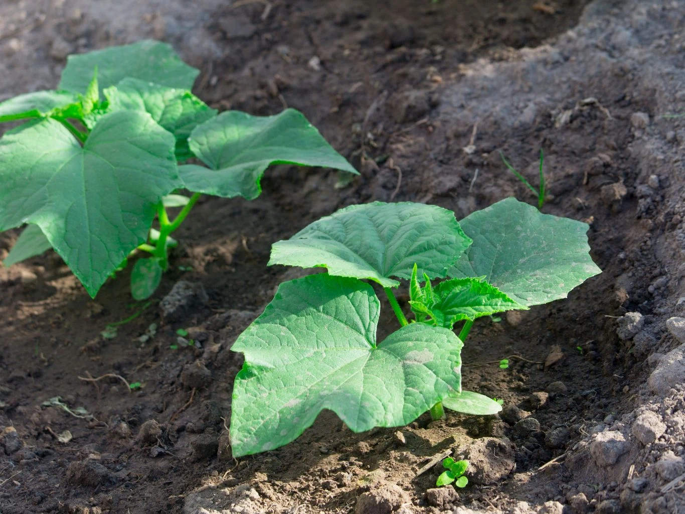 Młode sadzonki ogórka rosnące na grządce w ogrodzie, otoczone wilgotną, ciemną ziemią.