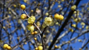Kolorowy i pachnący ogród już w lutym? Z tym krzewem to możliwe