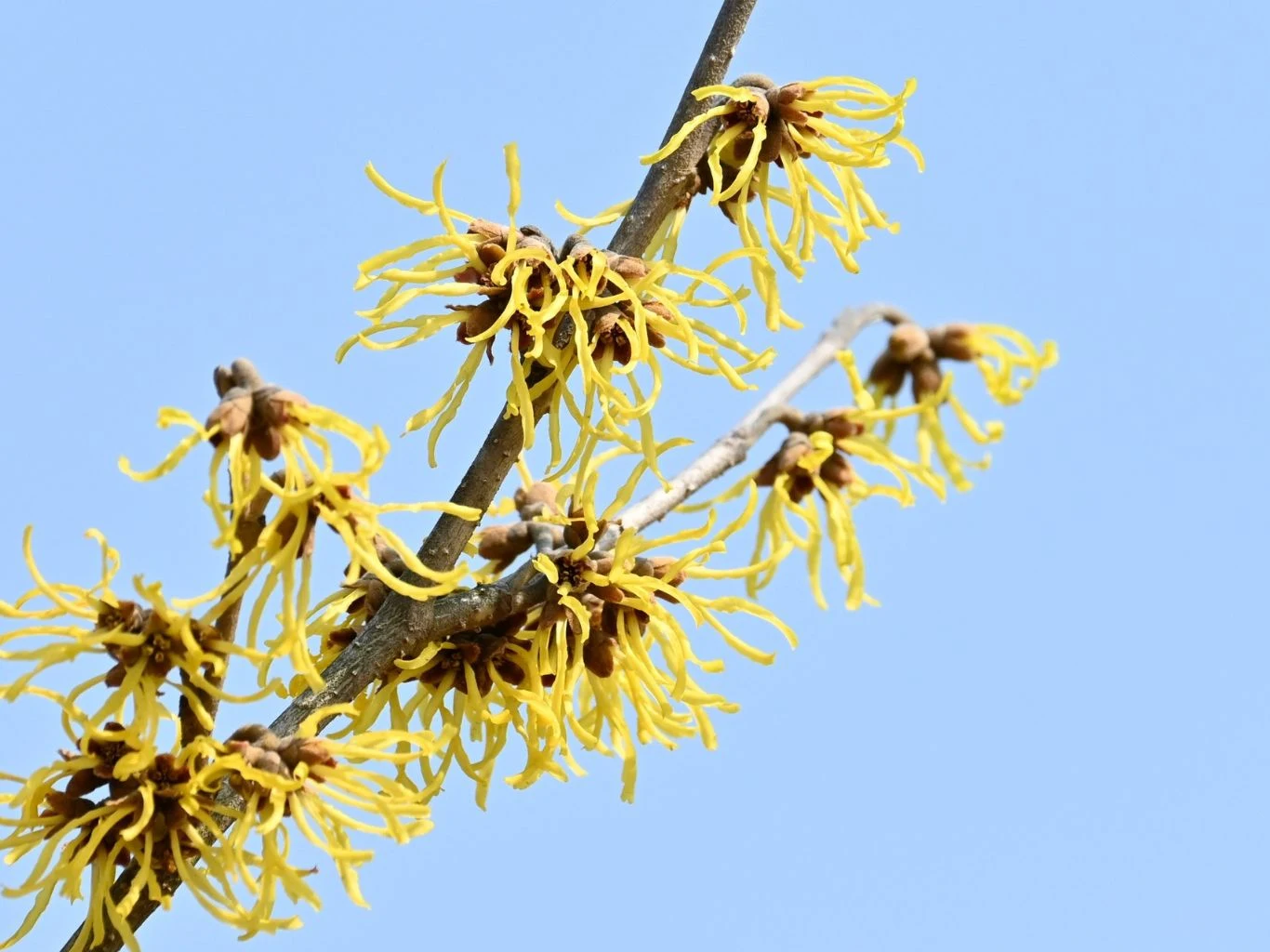 Gałązka oczaru omszonego z licznymi żółtymi kwiatami na tle jasnoniebieskiego nieba.