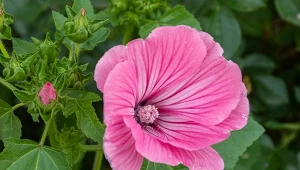 Konkurentka malwy i hibiskusa. Kwitnie długo i bardzo obficie