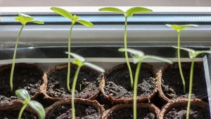 Sposób na osłabione sadzonki warzyw, mocniejsze rośliny w kilku krokach