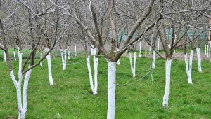 Wsyp 20 g do litra wody i spryskaj. Owoce będą słodkie jak miód